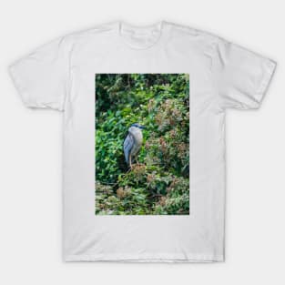 Black crowned night heron in Honolulu 2 T-Shirt